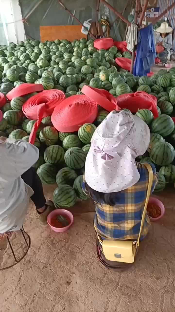 陕甘宁产区大棚美都，头茬无籽，美都西瓜，糖度高，熟度好，