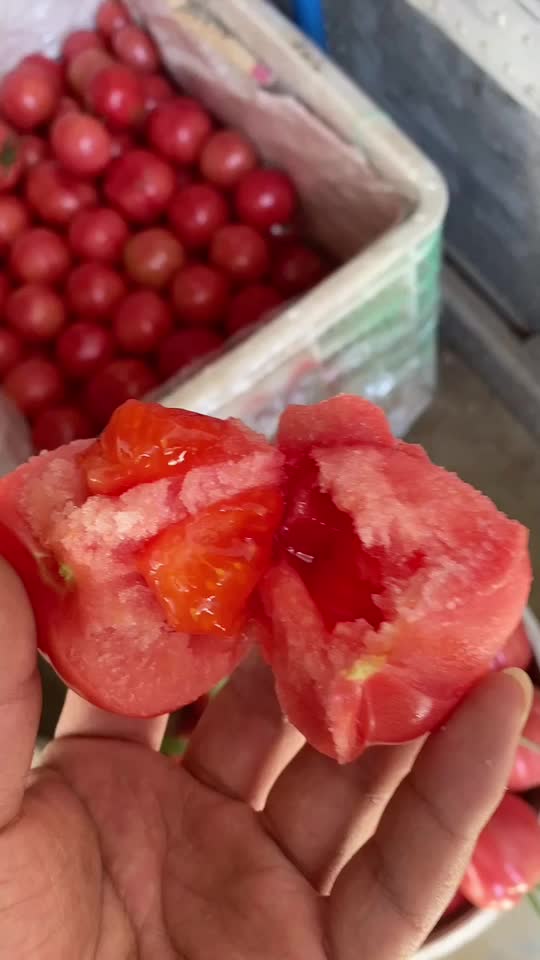 海阳正品普罗旺斯西红柿，现摘现发，支持一件落低配
