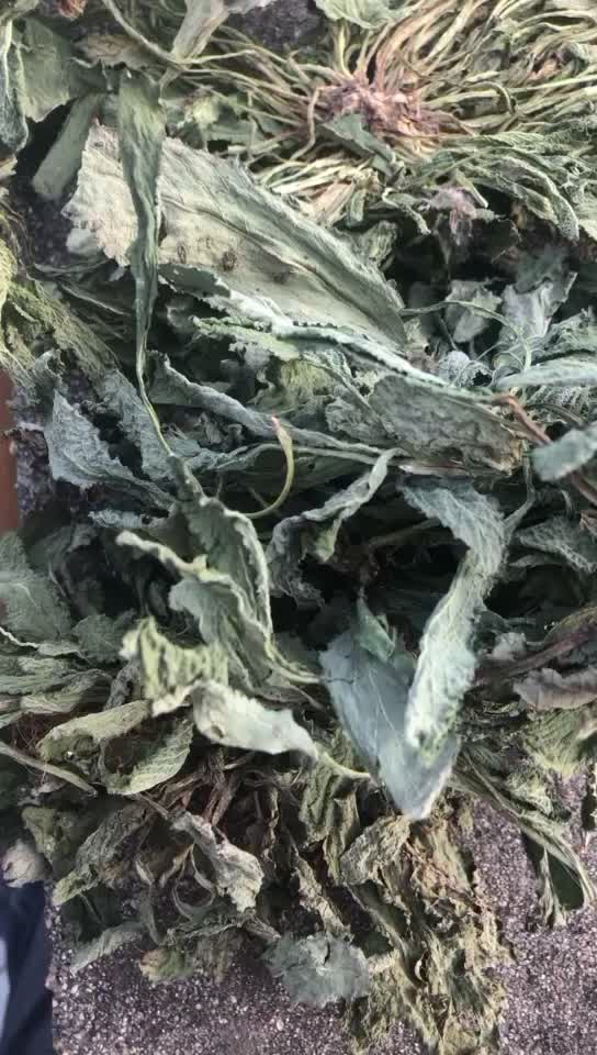 中草药野生荔枝草，蛤蟆草，雪里现，干货