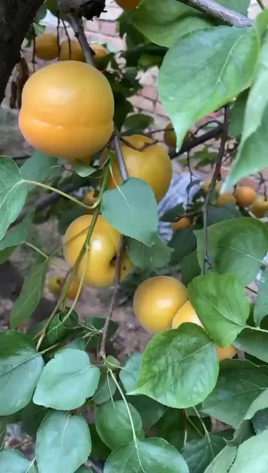 陕西杏批发基地，杏子价格.诚信经营