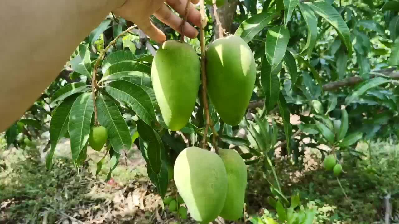 台芒