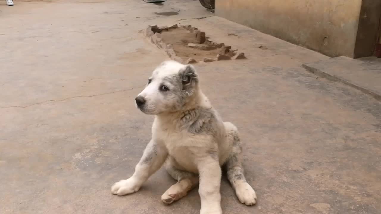 出售纯种中亚牧羊犬，牧羊犬幼犬，牧羊犬价格多少钱一个