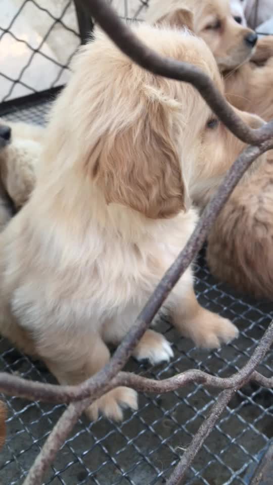 自家养殖纯种金毛幼犬，活体宠物幼犬狗大骨架