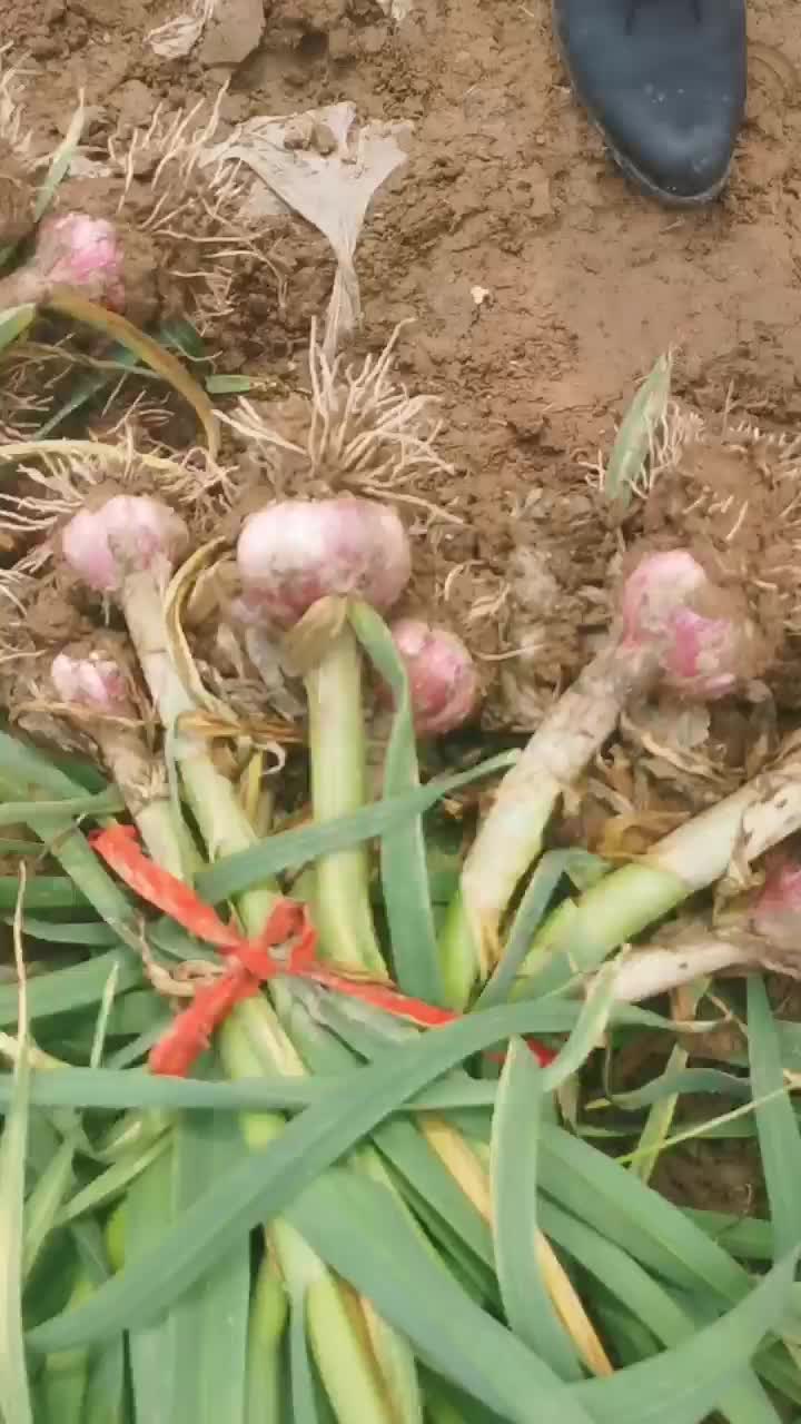 大蒜！带苗大蒜包地，紫皮蒜按颗都行个头很大质量很好