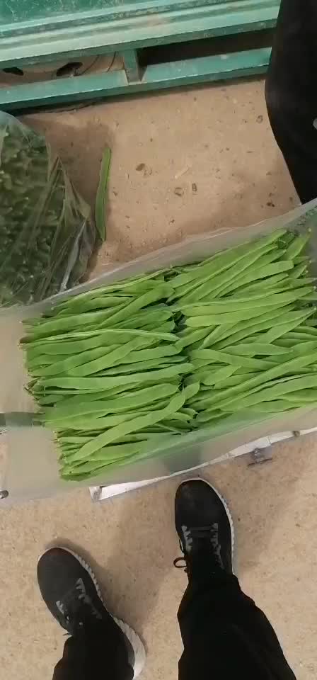 大扁芸豆