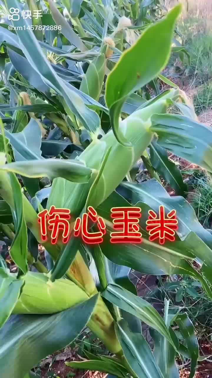 甜玉米大量上市欢迎选购