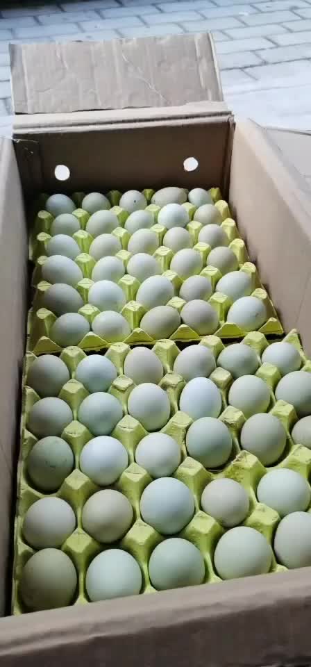 散放养富硒绿壳鸡蛋