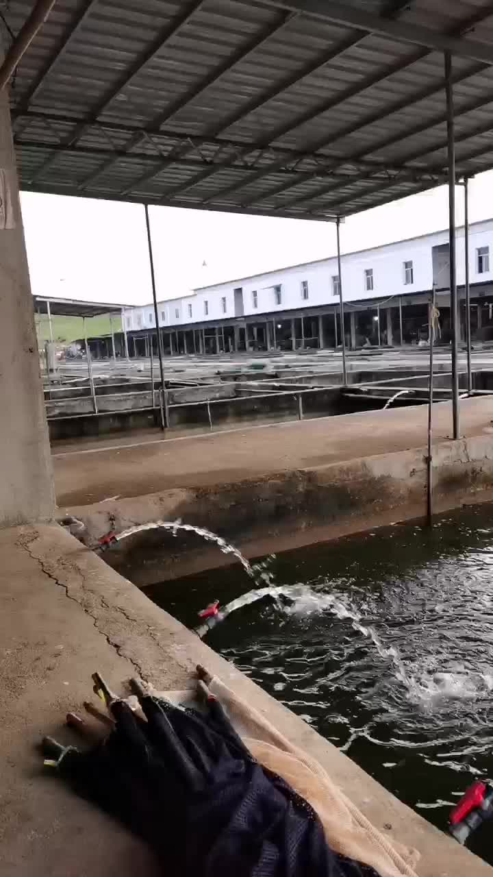 水产繁殖基地，黄冈市黄州区陶店乡幸福村。