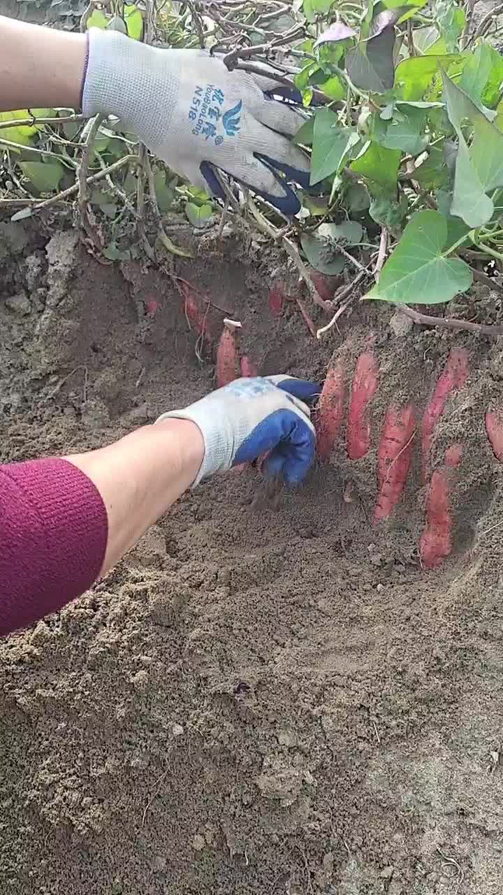 纯沙地西瓜红质量好口感香甜