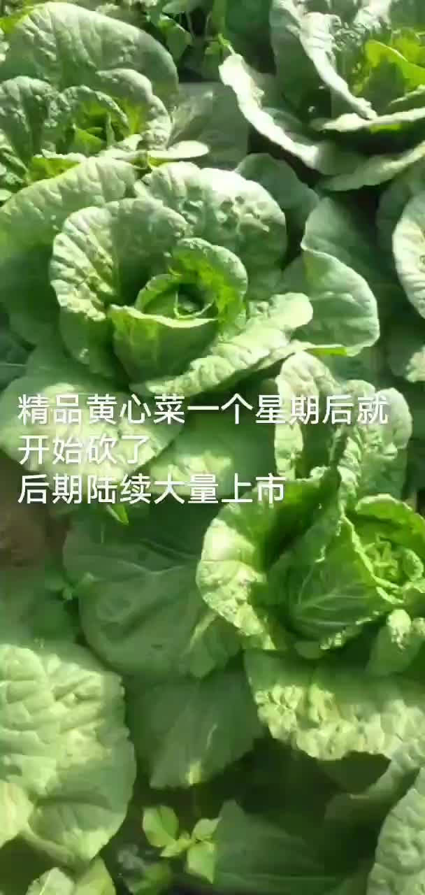 精品黄心大白菜