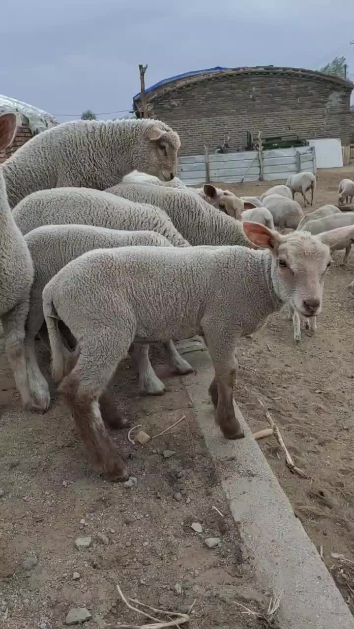 夏洛莱杂交羊二代三代公母羔