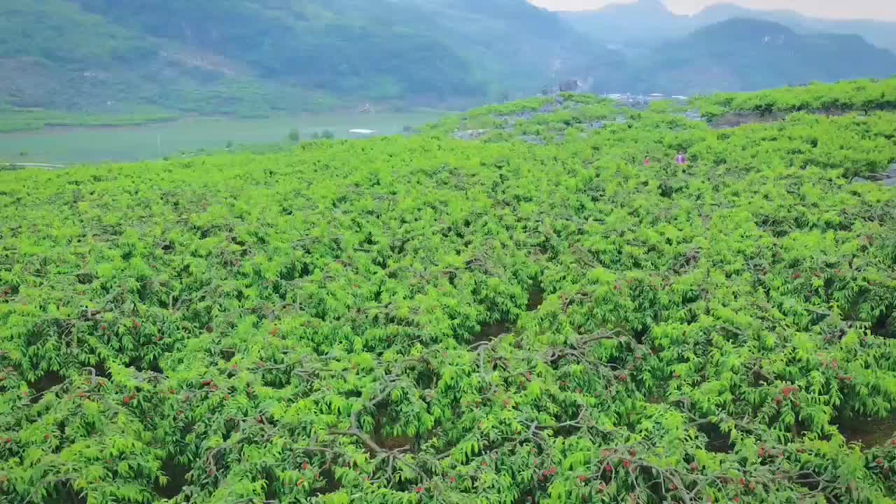 今天采南油王