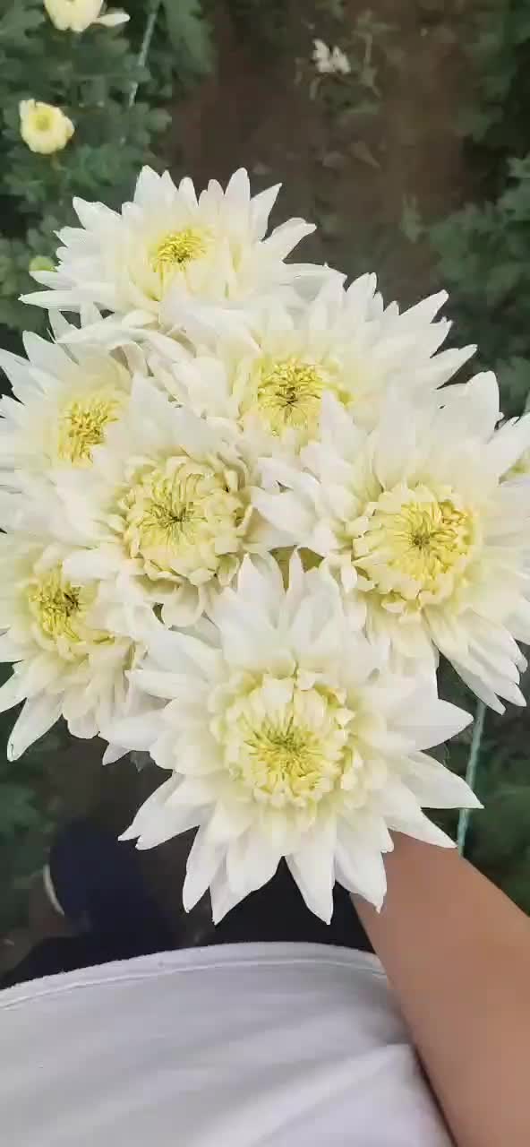 菊花