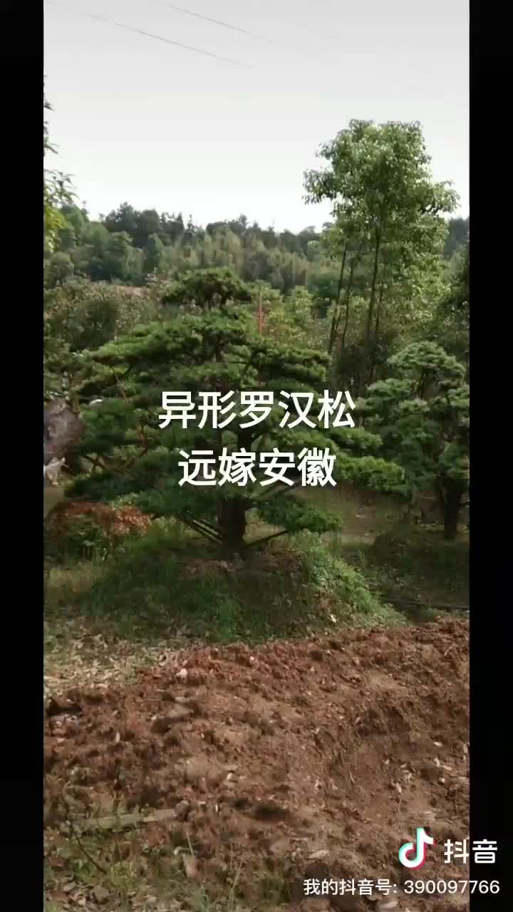 罗汉松