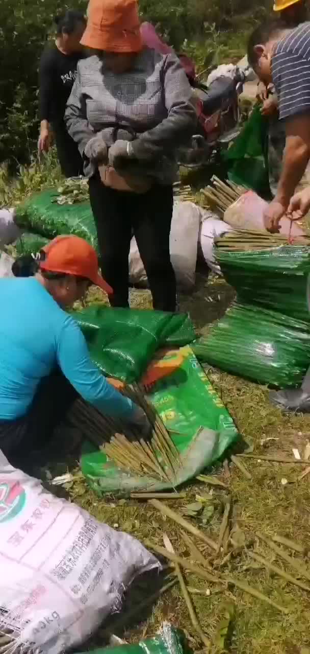 广西桂林资源县绿色食品水竹笋