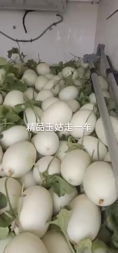 精品玉姑大量上市中