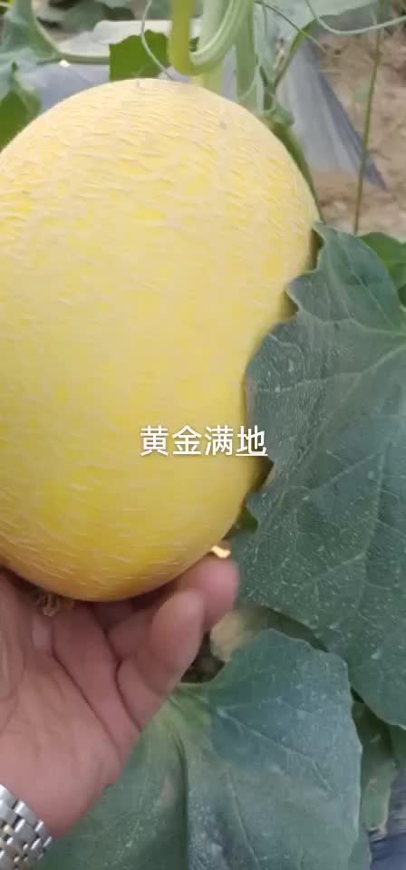 凤金六号哈密瓜大量上市