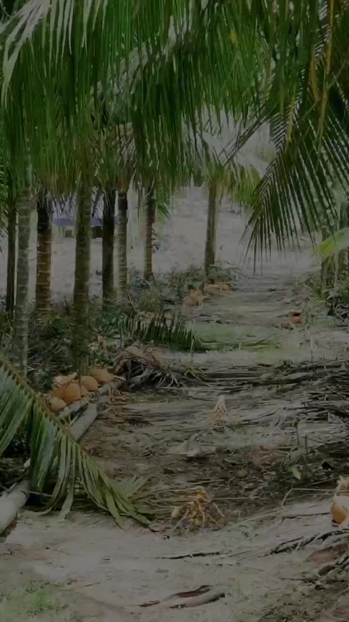 海南金椰每天都有货一手货源