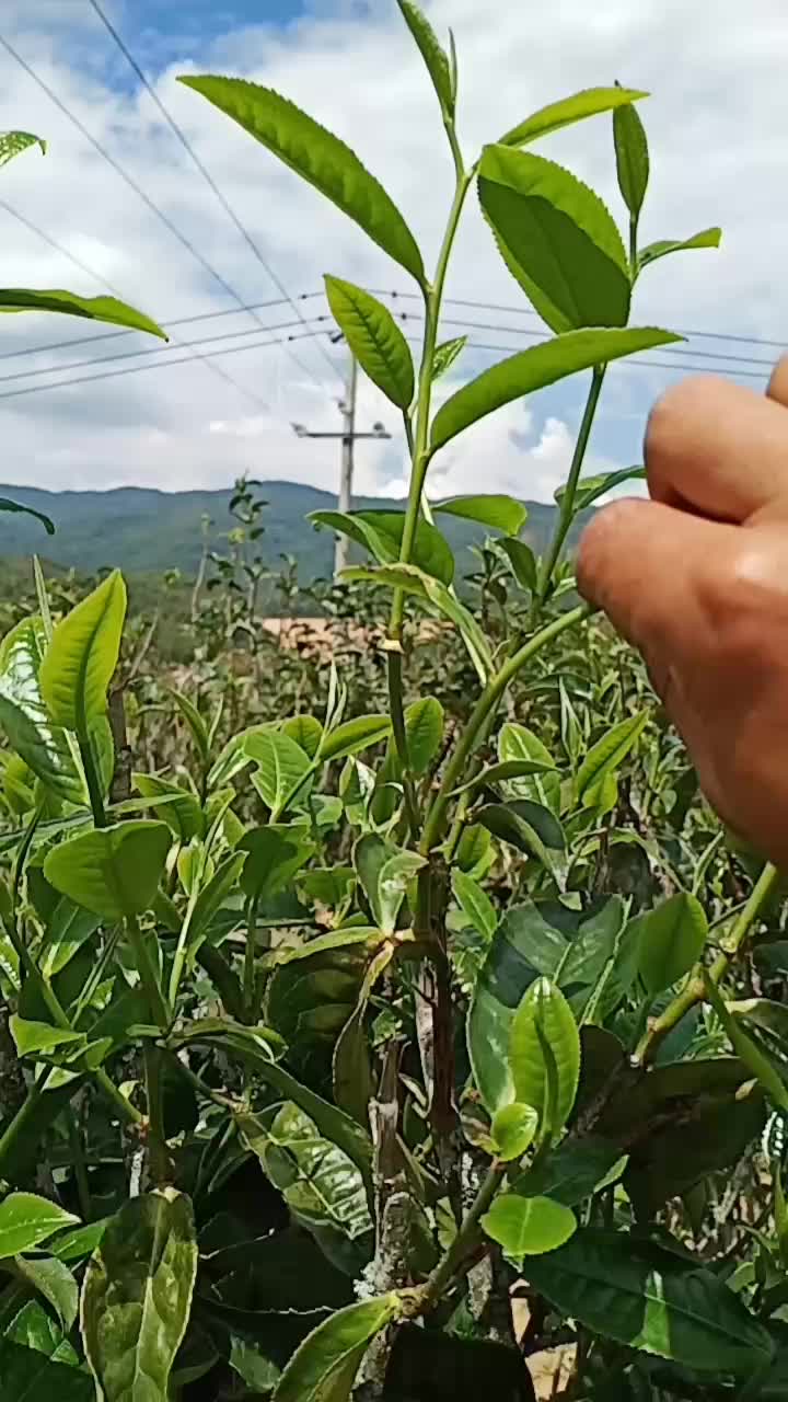 普洱茶夏茶藤条