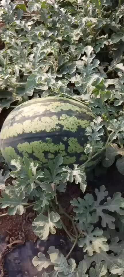 植播锦王，个大瓤酥甜