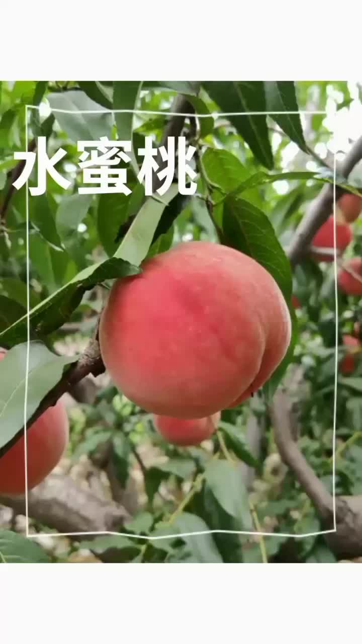 各个品种毛桃