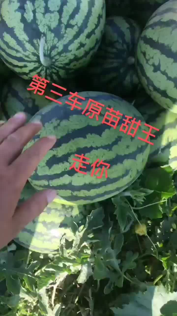 甜王