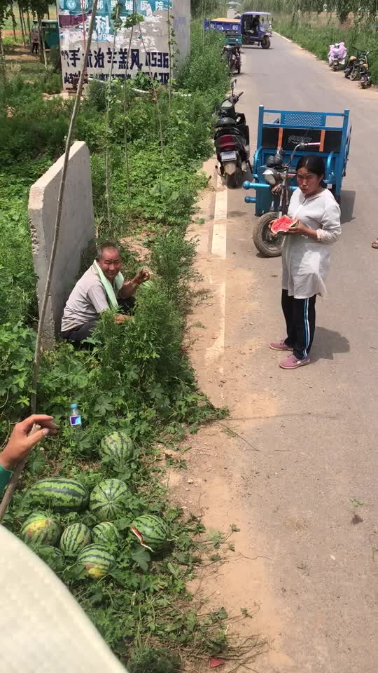 河北邯郸甜王西瓜大量上市中