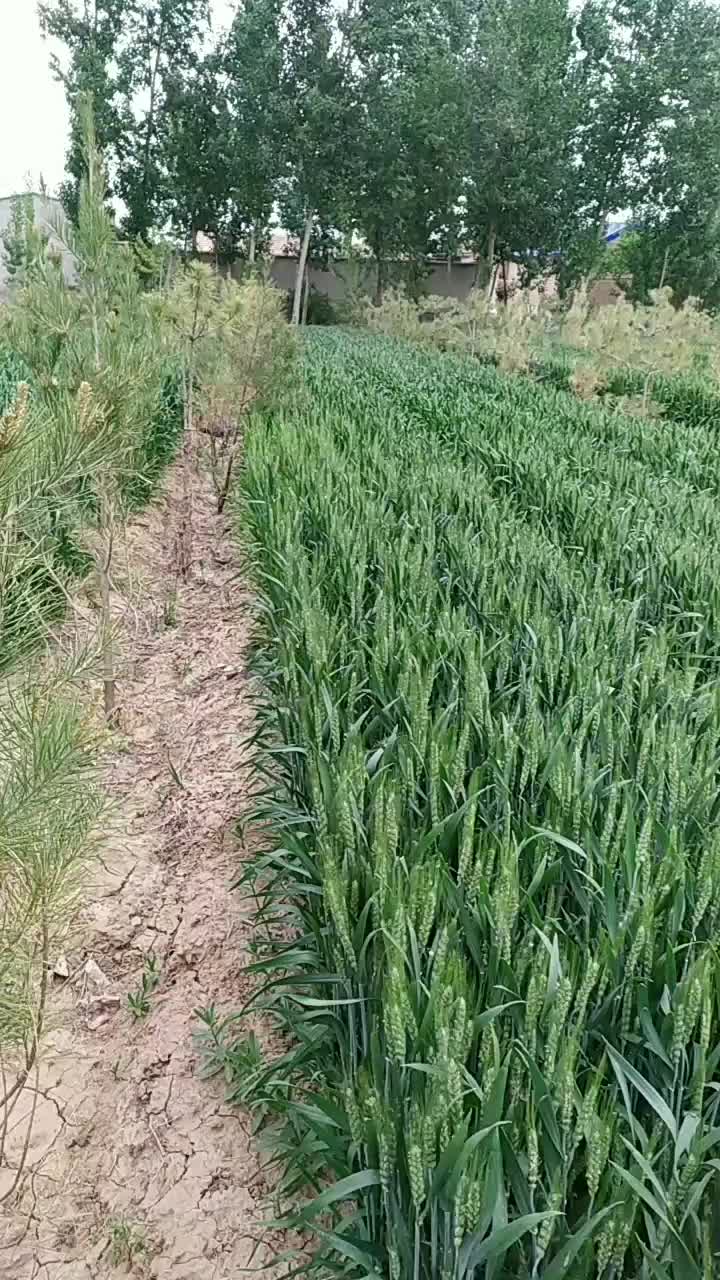 大量小麦待出售