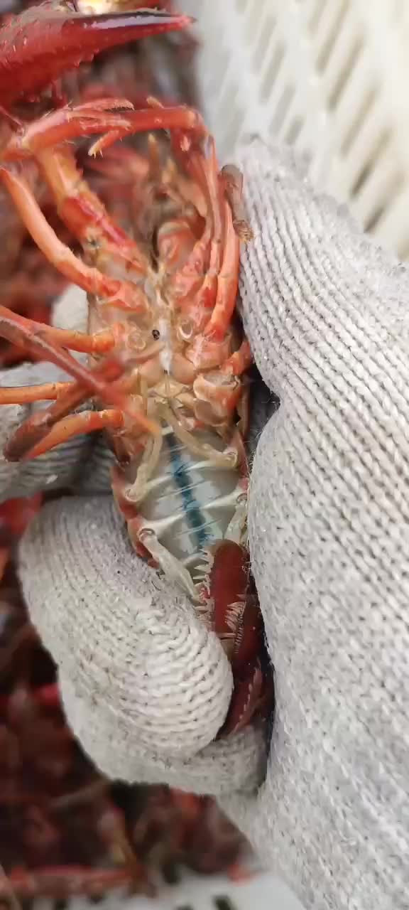 强盛龙虾螃蟹批发。精品小龙虾.种虾.虾苗可长期供货