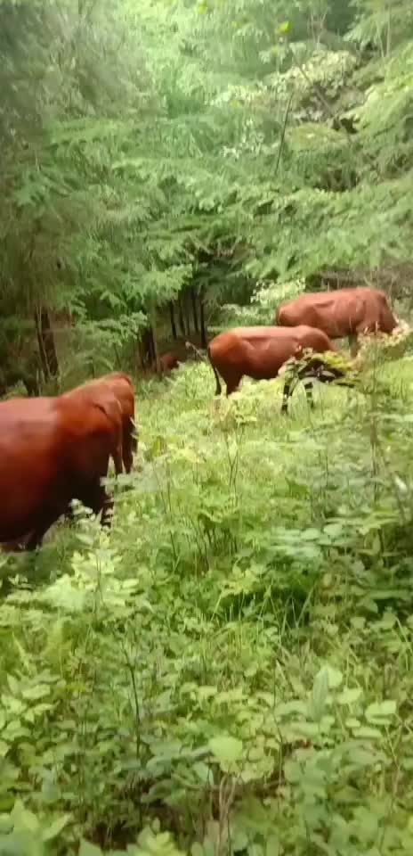 散养农家自养黄牛大别山土黄牛