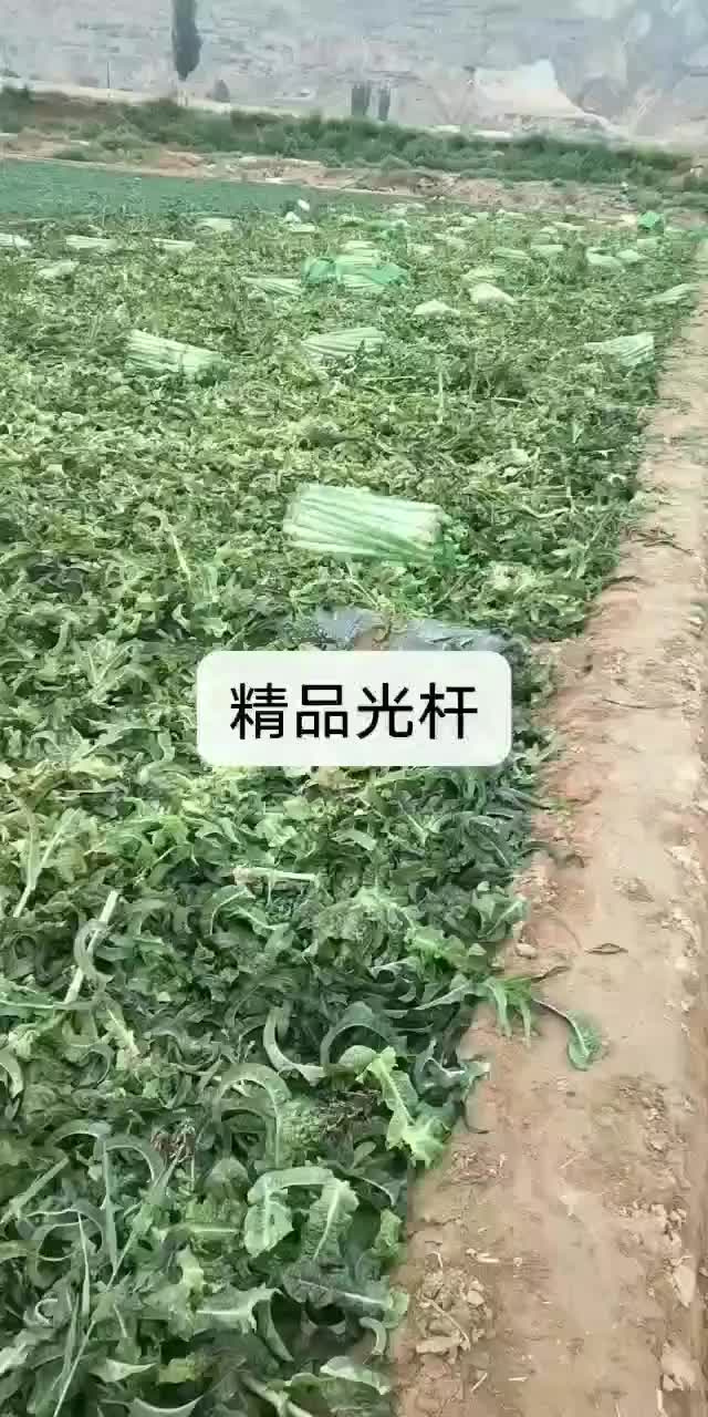 窝笋光杆