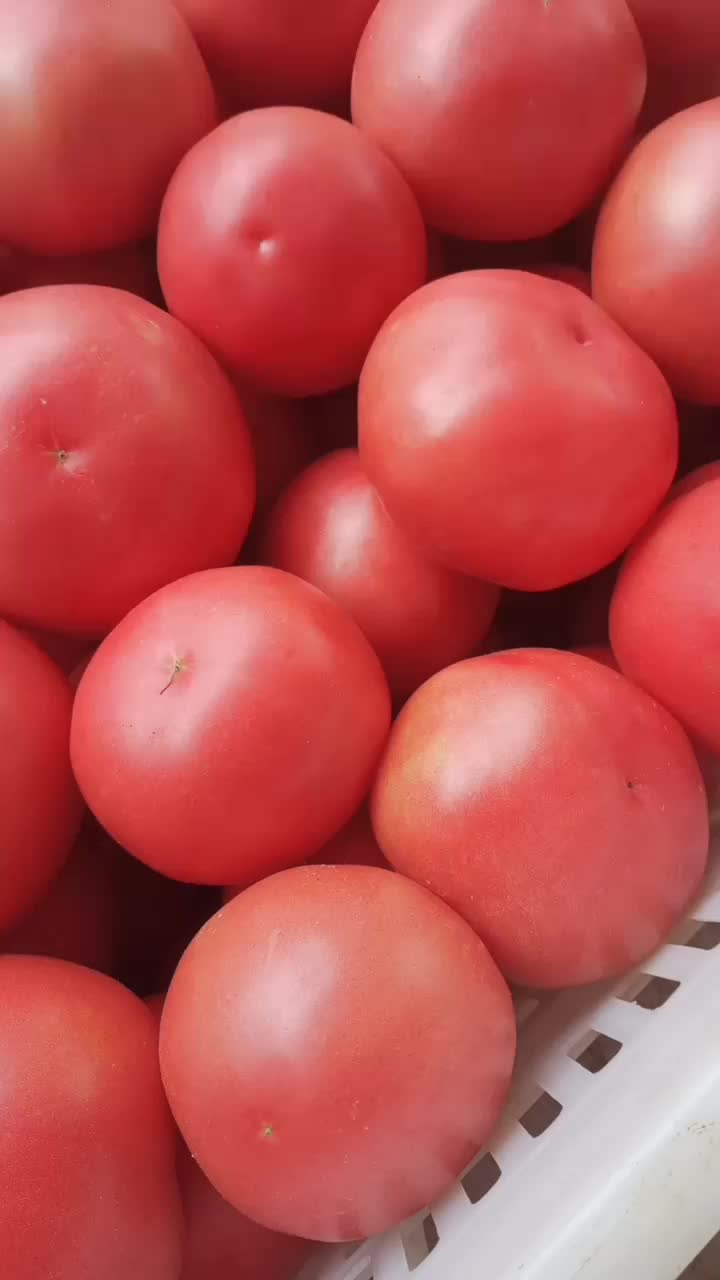 大量西红柿出售