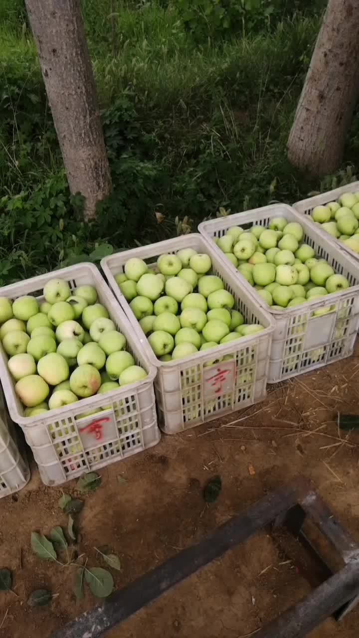 藤木苹果