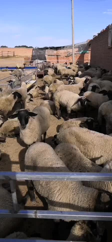 品种羊纯种萨福克