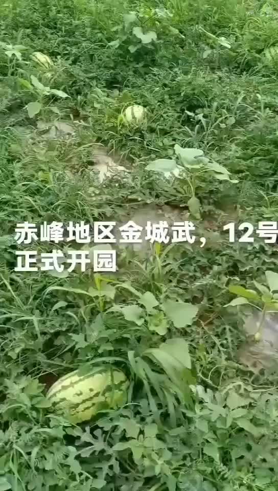 赤峰沙地西瓜