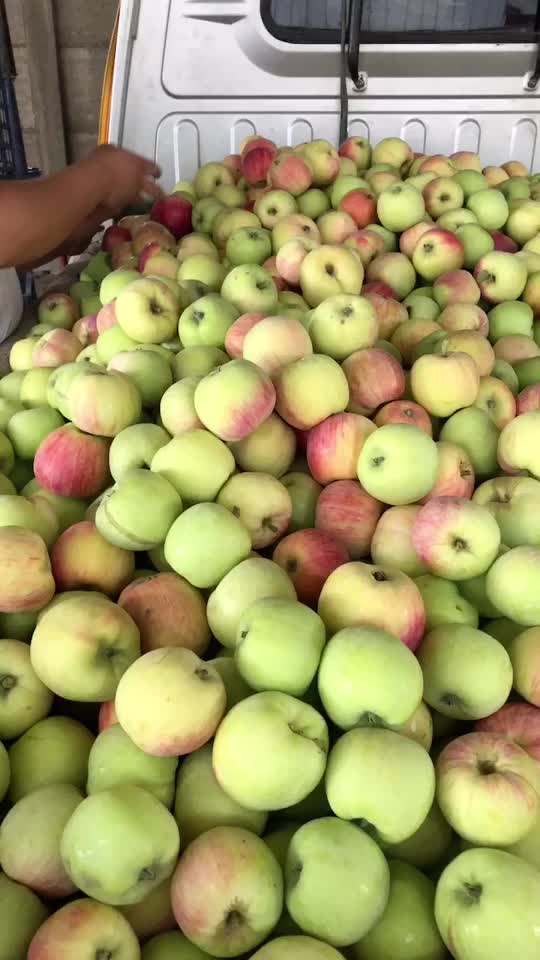 藤木苹果大量上市海量货源一手货源需要的我