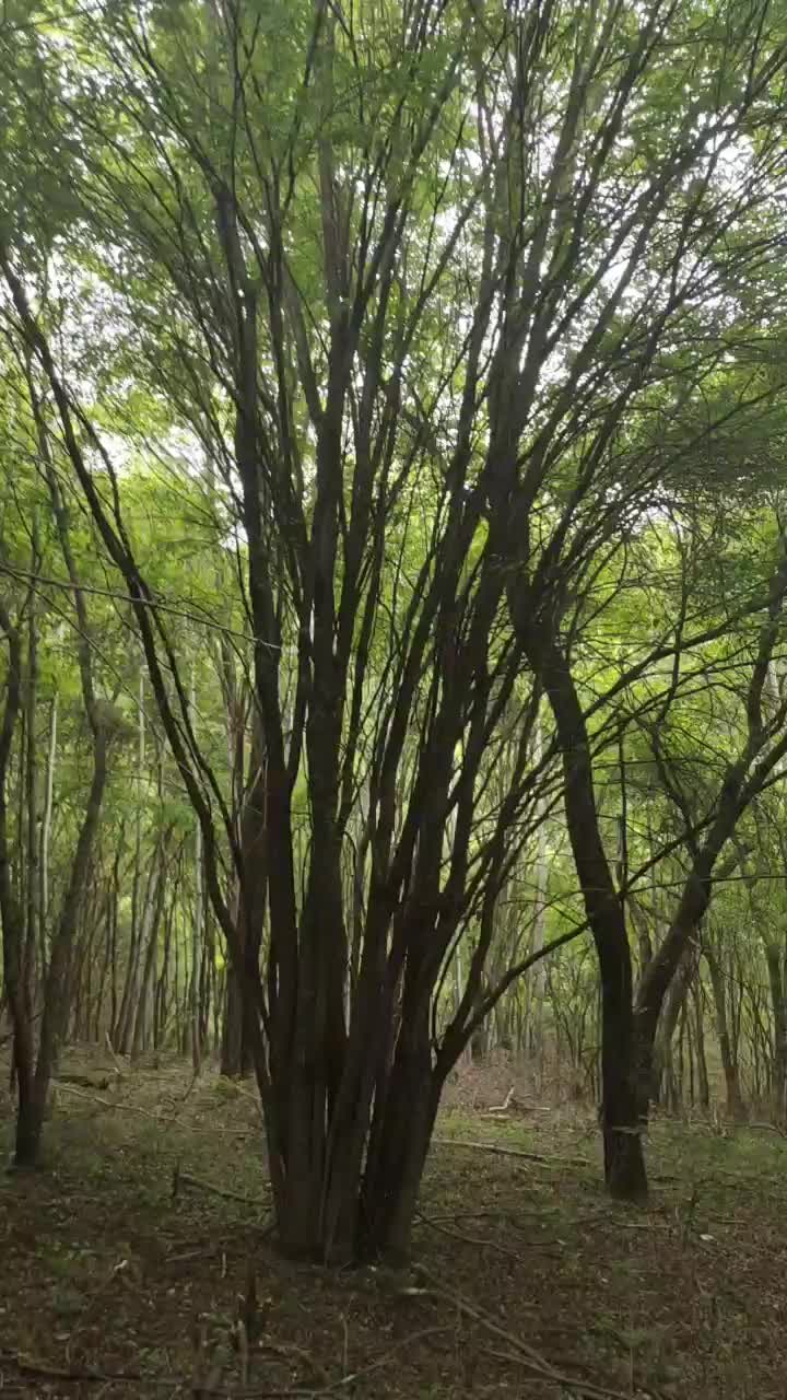 基地直销丛生茶条槭、独杆茶条槭、量大规格齐全