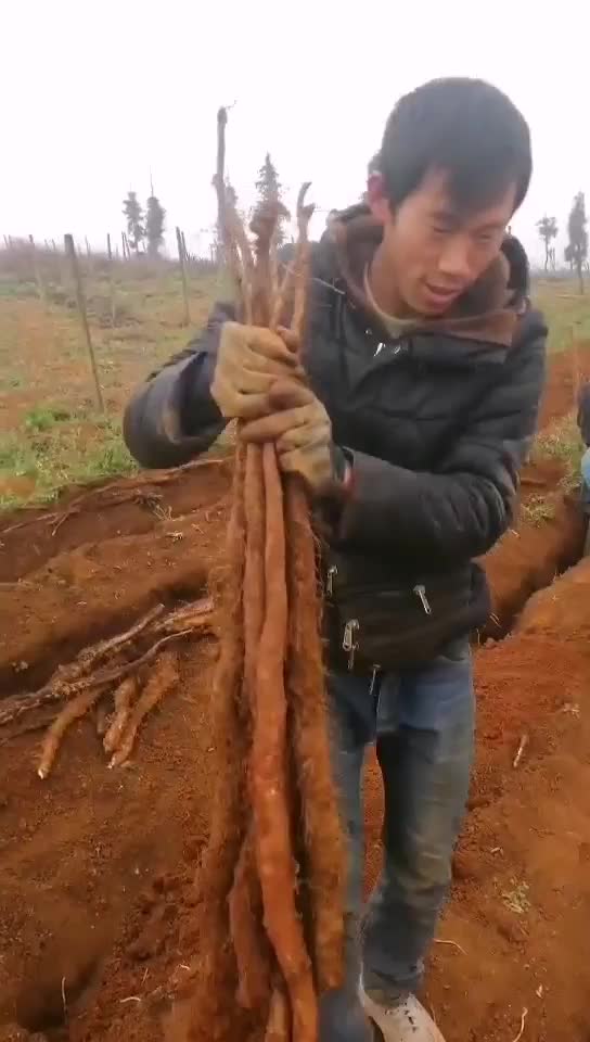 老品种山药牛尾有需要的老板可以我