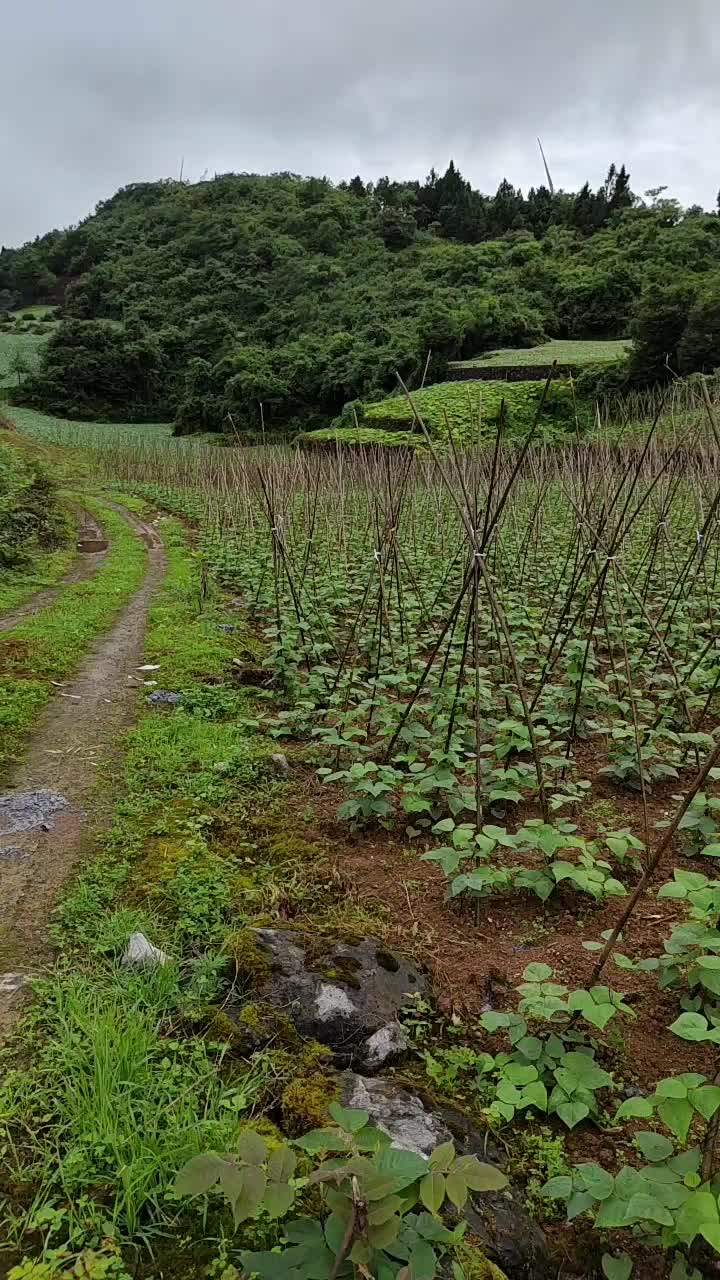 高山架豆