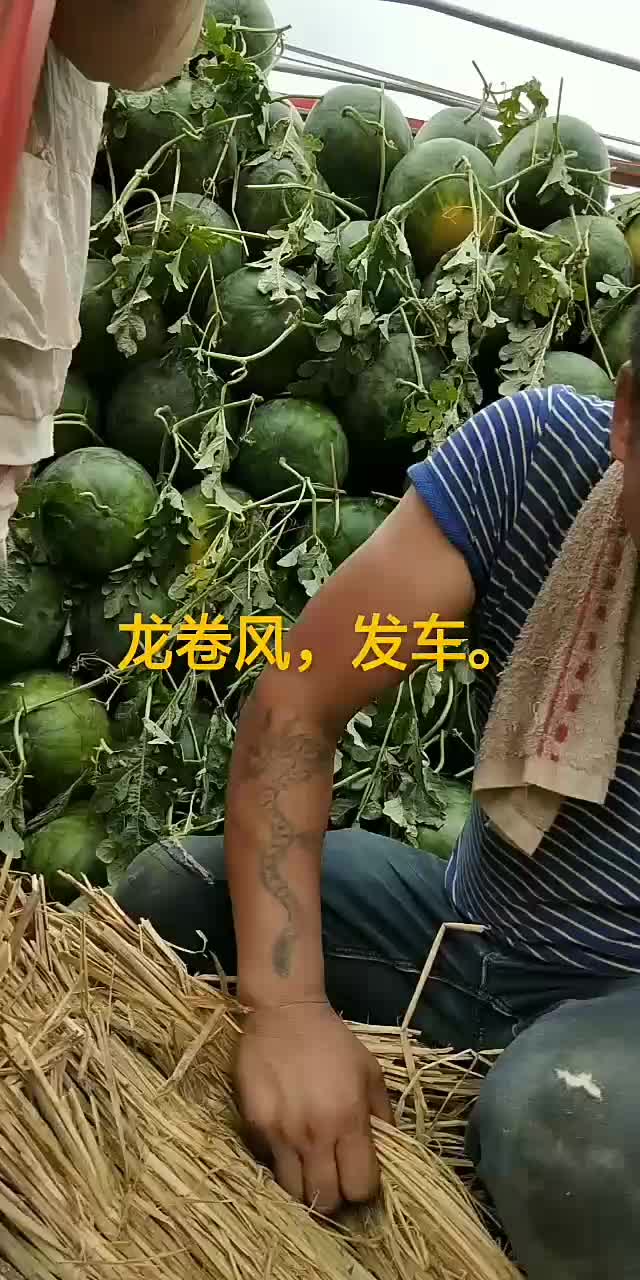 龙卷风西瓜