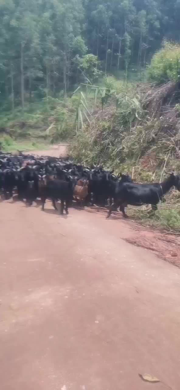 长期供应放养黑山羊