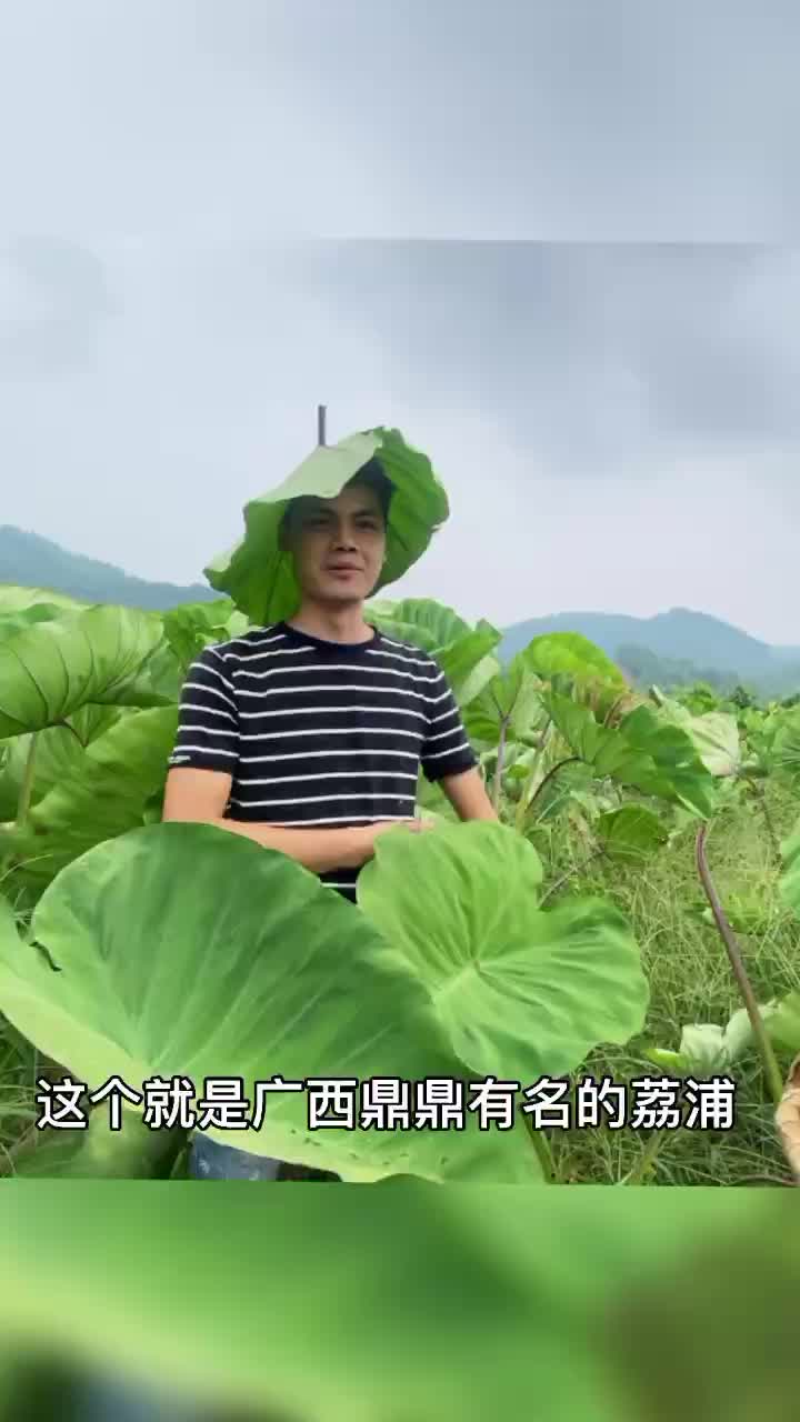 荔浦芋头，槟榔芋，粉糯香甜，一件代发，产地直发