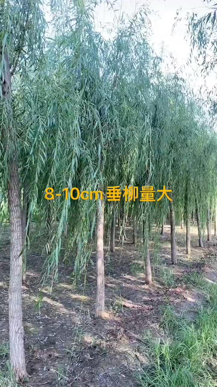 大量供应各种规格垂柳