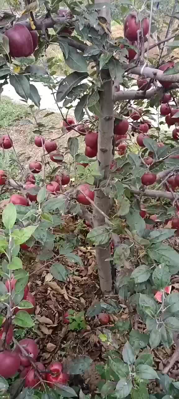 天水花牛苹果