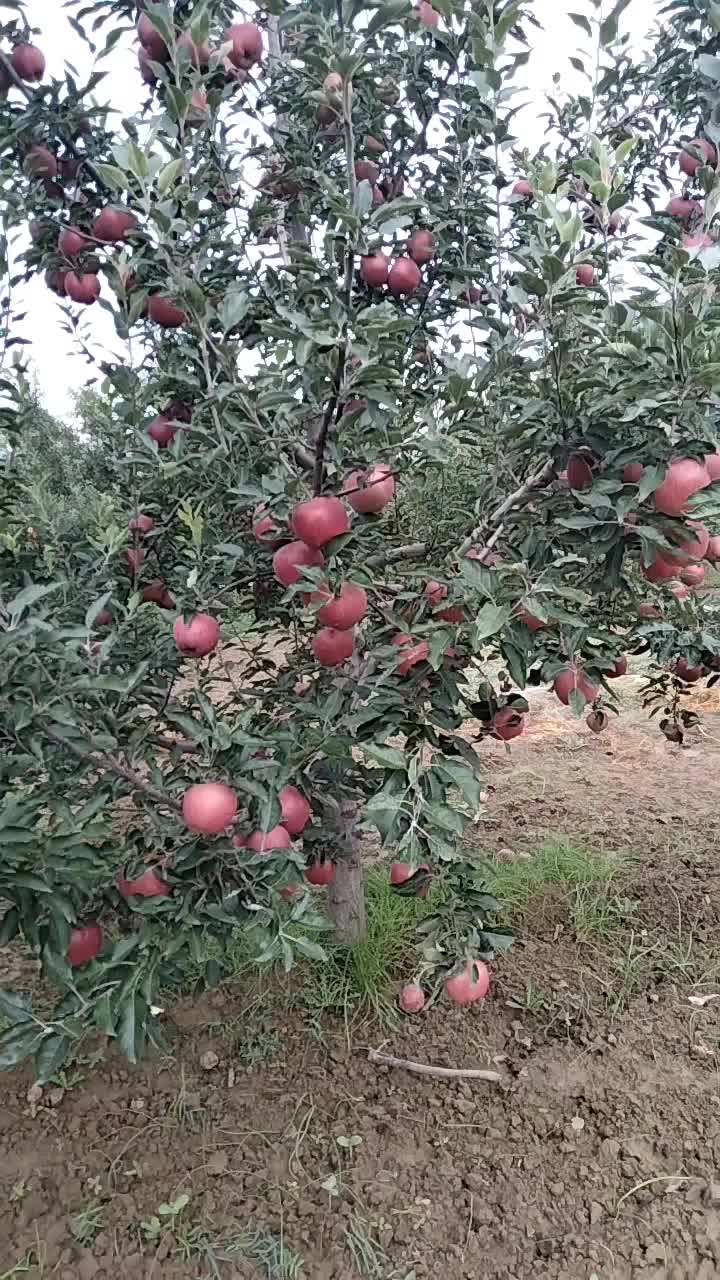 红星苹果