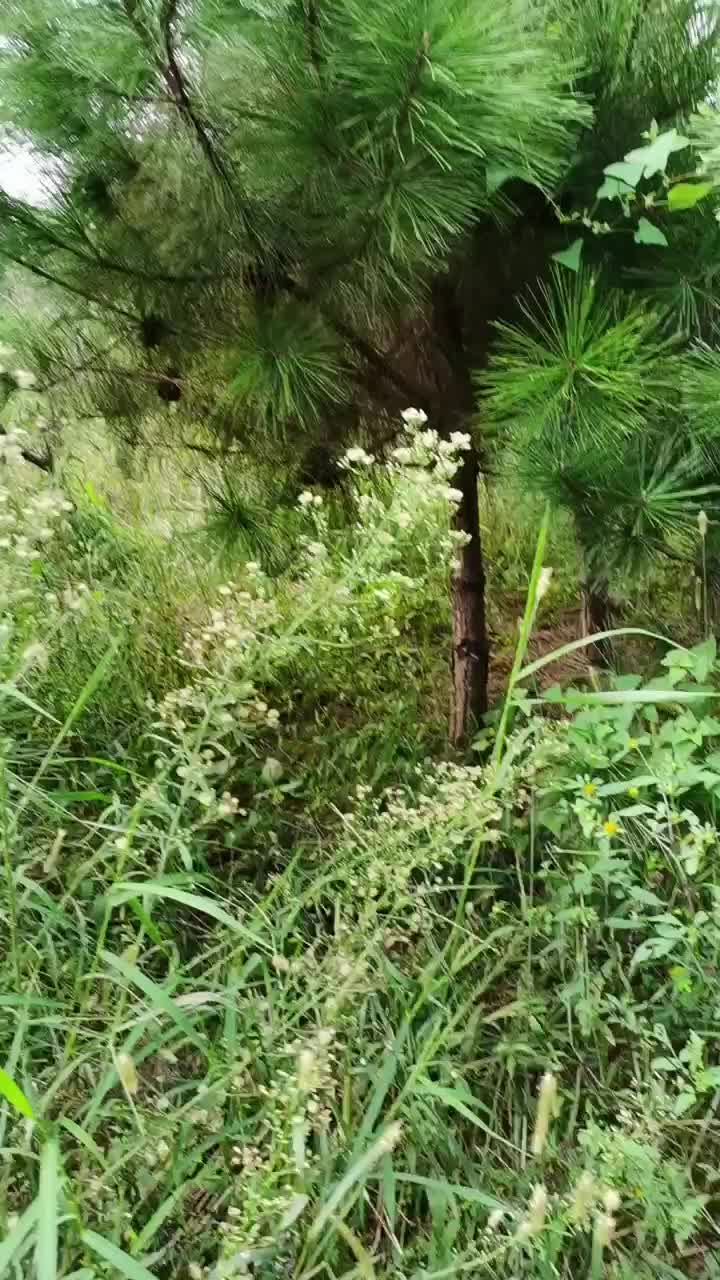 油松大量现货发售各种苗木