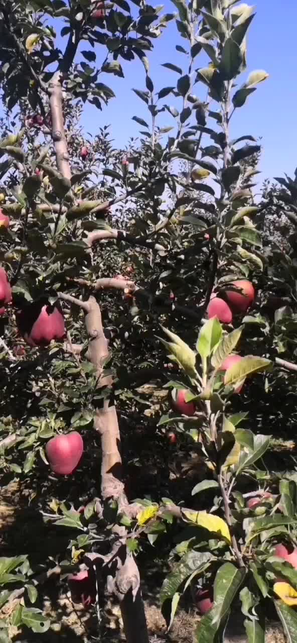 花牛苹果产地大量上市热卖