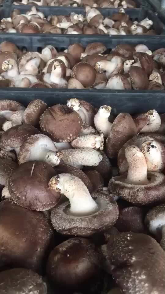 基地香菇量大从优！
