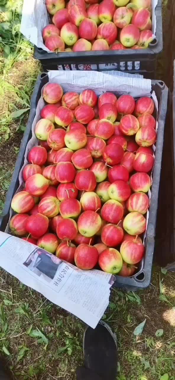 123小苹果