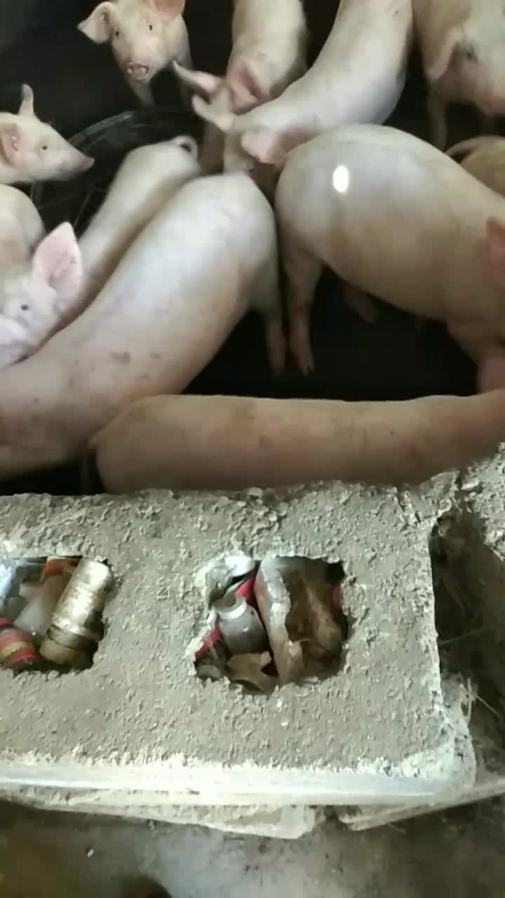 本养殖场有一批小猪出售